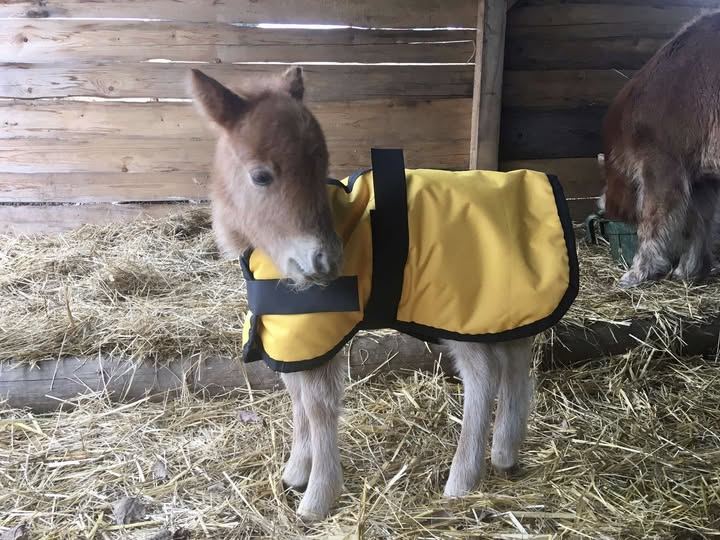 Pony hříbě v dece