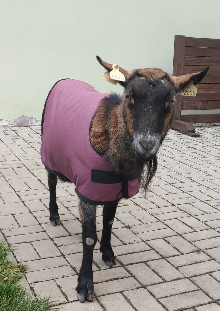 Koza v růžové dece