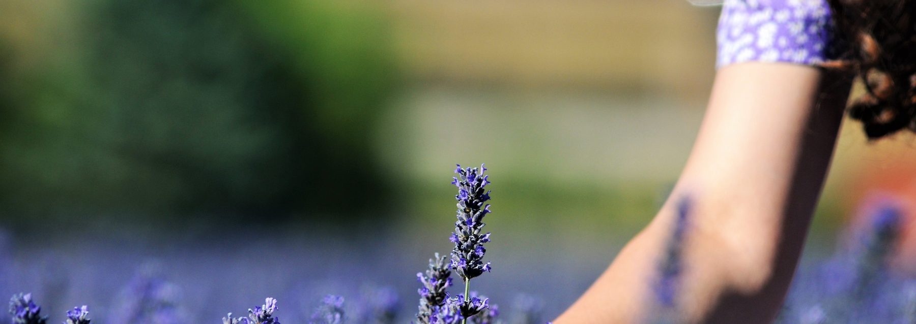 Sklizeň levandule na Nes Farmě — Poštovická Provence