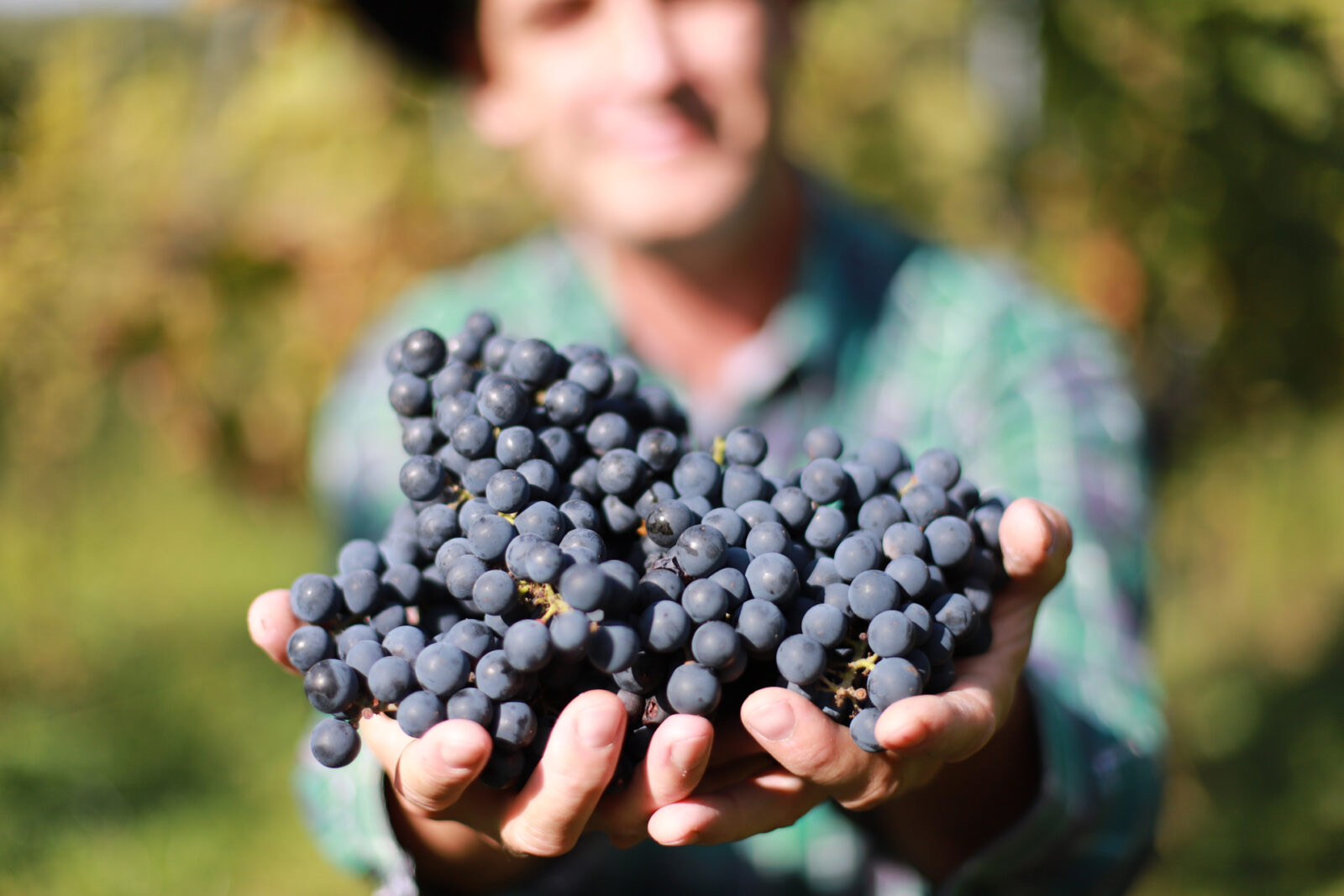 Hrozny z biodynamické vinice Podrum Videka u Petrova nedaleko Prahy