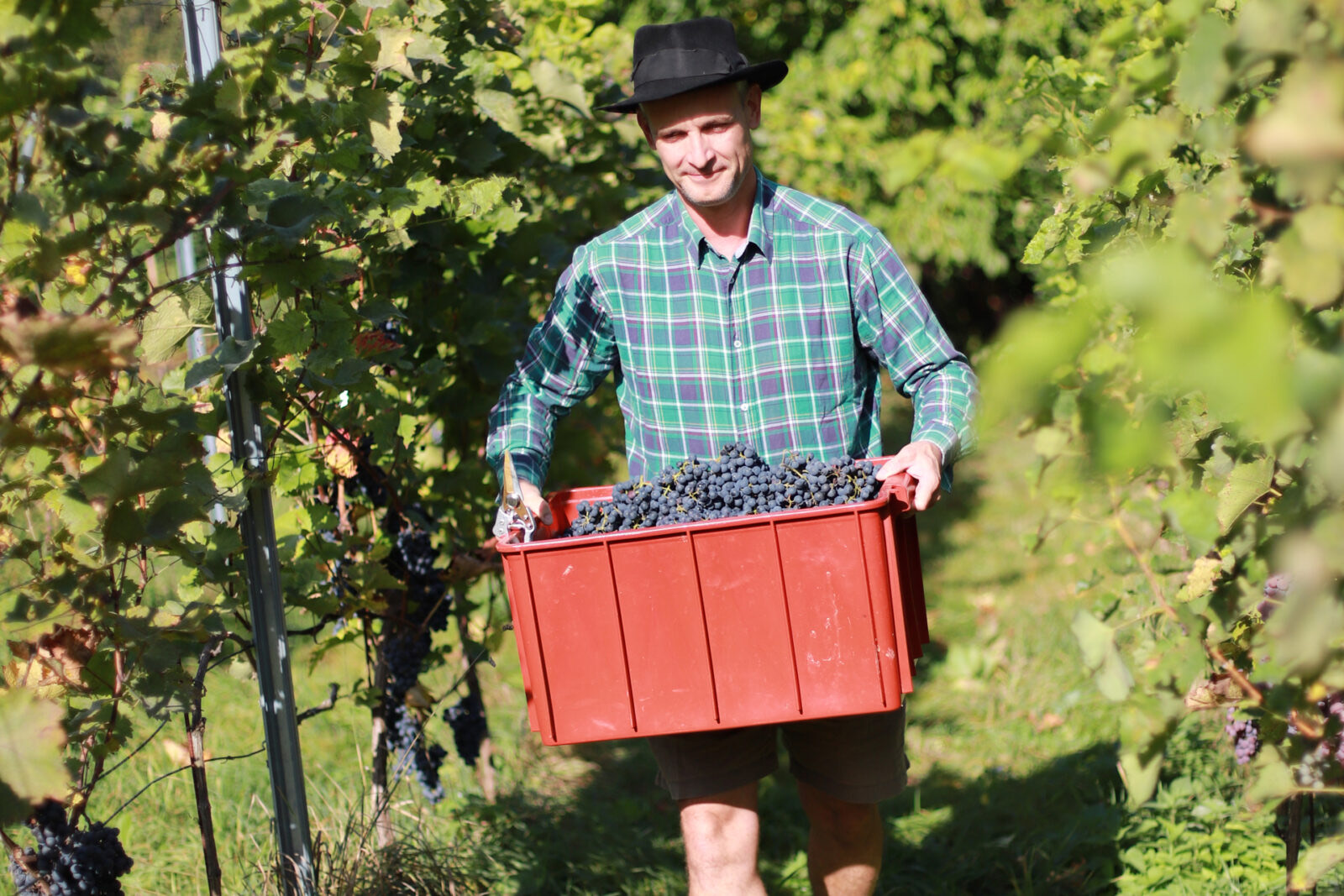 Marian Videka nese bedýnku čerstvě sklizených hroznů vinicí