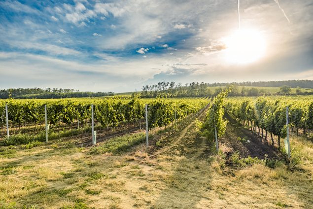 Vinice pod Pálavou — víno přímo od vinaře