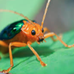 chitin insect