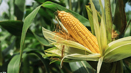 fertilizing Corn