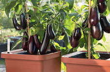 fertilizing eggplant