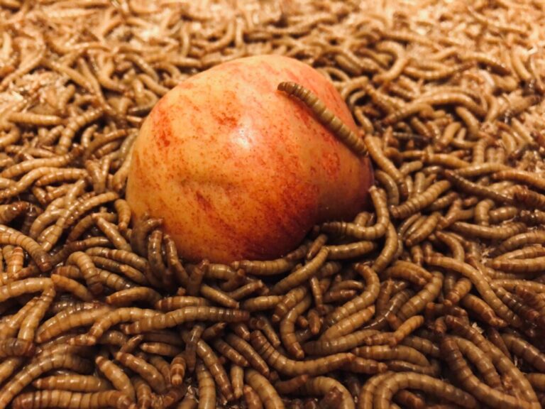 mouční červi jablko