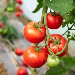 Rajčata (Solanum lycopersicum)