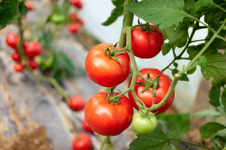 Zahrada v březnu 5 Rajčata (Solanum lycopersicum)