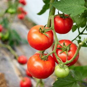 hnojení rajčat