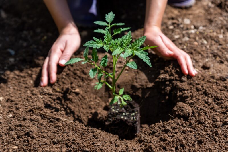 Jak často hnojit rajčata