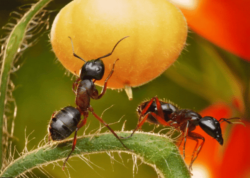 přemnožení mravenci na zahradě
