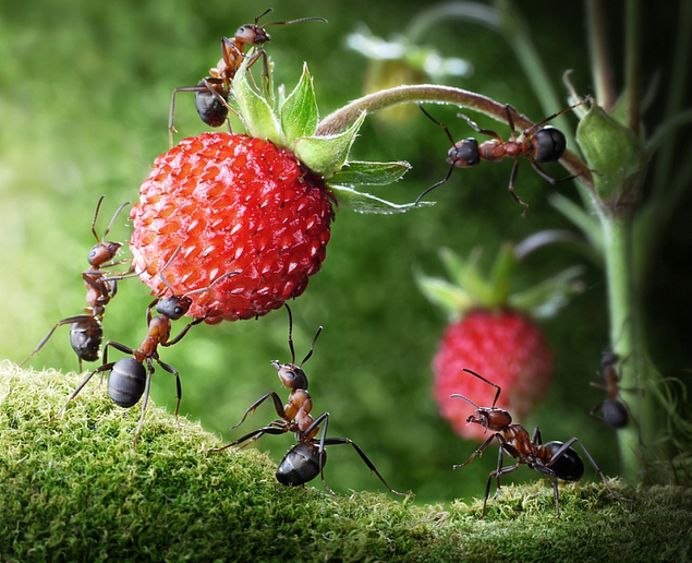 Jak se zbavit mravenců na zahradě