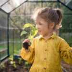 little girl smelling pepper plant when transplanting it in eco greenhouse learn gardening