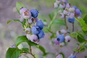 blueberries g3ef566d76 1280.jpg