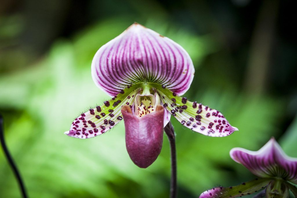 orchideje