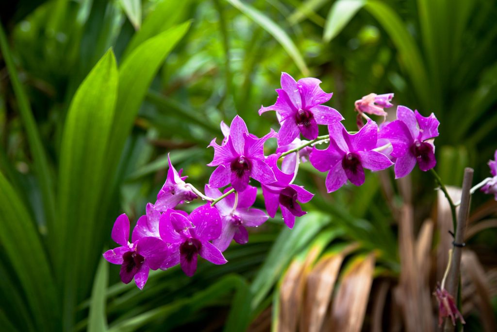 orchidej Dendrobium-bigibbum