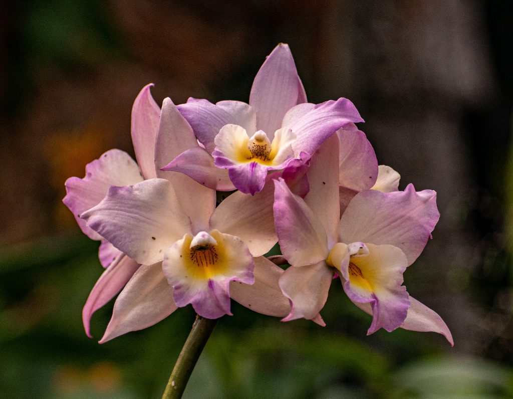 orchidej Cattleya