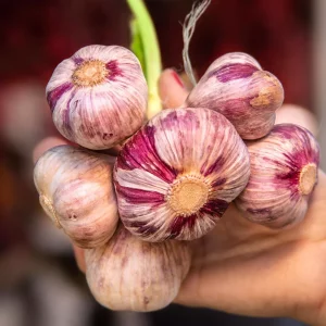 garlic g94f3b848b 1920.jpg