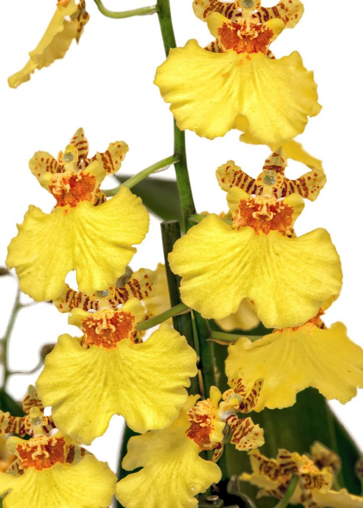orchidej Oncídium