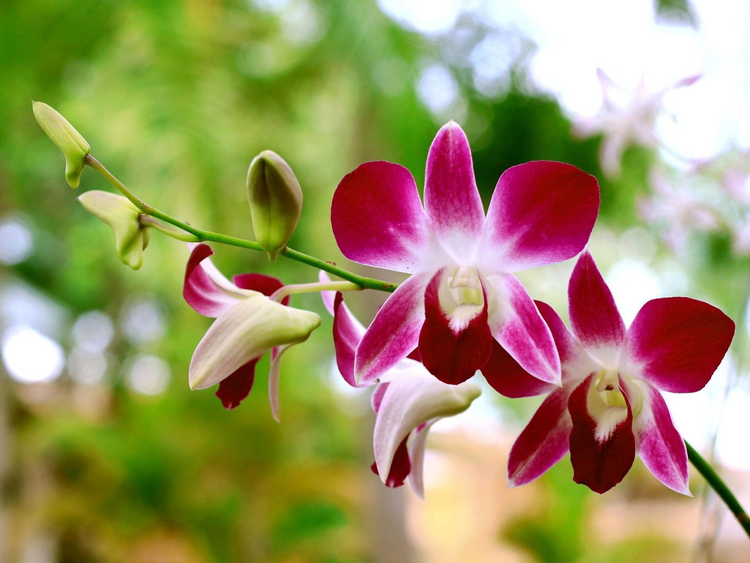 Zahrada v březnu 33 orchidej Dendrobium-bigibbum