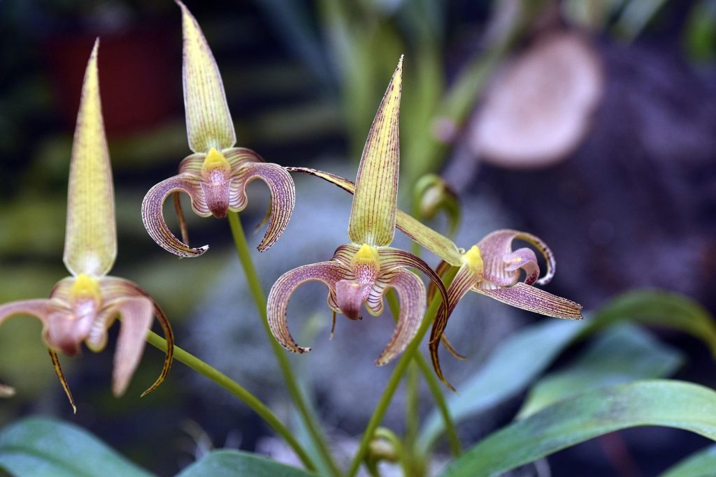 orchidej Bulbophyllum