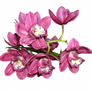 orchid-g87b821a56_1920.png