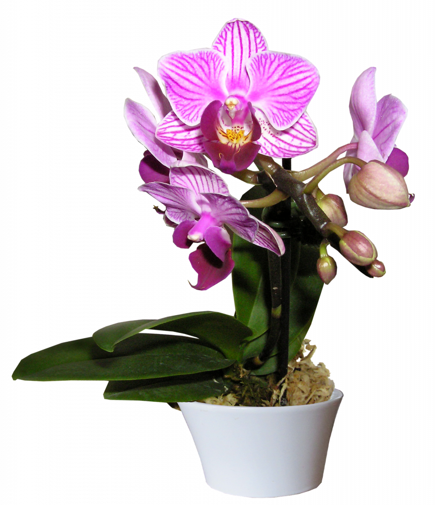 orchidej Phalaenopsis (Lišejovec)