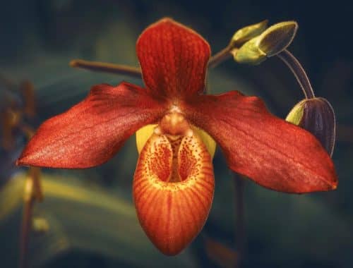 orchidej Phragmipedium besseae