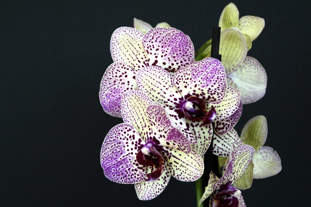 orchids gb5494facc 1920