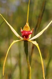 orchidej druhy - Orchidea Caladenia