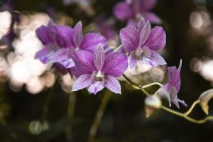 orchidej druhy - Orchidea Dendrobium bigibbum