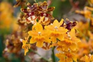 orchidej druhy - orchidej druhy - Orchidea Katleja