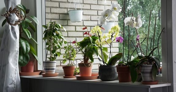 orchideje pěstované v bytě