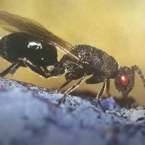 Čiernavka slivková (Eurytoma schreineri) – detail čierneho blanokrídlovca s červeným okom