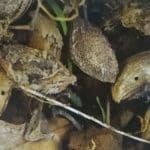 Skodcovia sliviek Ciernavka slivkova kostky opadanych plodov