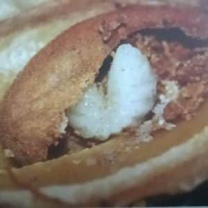 Larva čiernavky slivkovej vnútri kôstky slivky