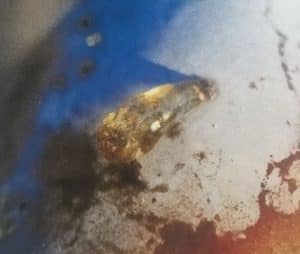 Skodcovia sliviek Obalovac slivkovy kvapka klovatiny priznak napadnutia slivky