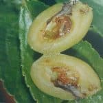 Skodcovia sliviek Piliarka slivkova rez plodom napadnutym larvou piliarky 1