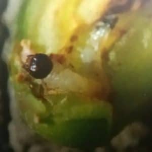 Larva piliarky slivkovej na liste slivky