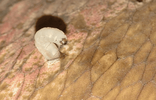 larva smutnic