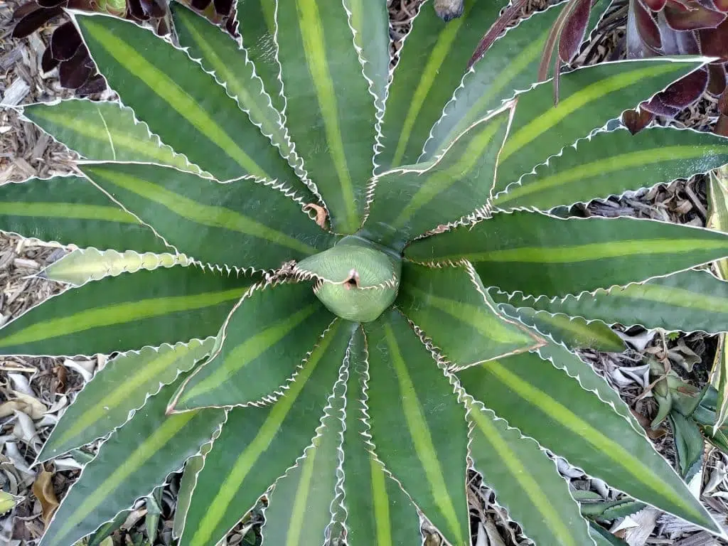 agave univittata