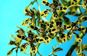 orchidej druhy - Orchidea Grammatophyllum speciosum