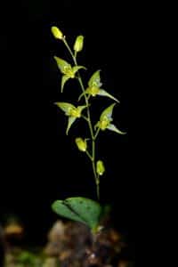 orchidej druhy - Orchidea Specklinia grobyi
