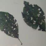 Drobna skvrnitost listov slivkovin
