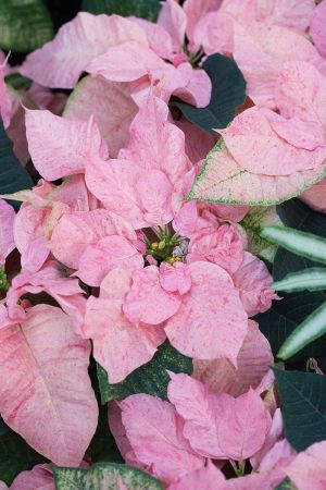 Vánoční růže 39 Vánoční růže - MaTOVE-VOLANIKY-Peppermint-Ruffles-Poinsettia
