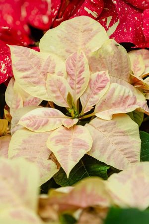 Vánoční růže 38 Vánoční růže - Mars-Marble-Poinsettia