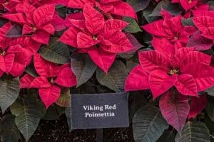 Vánoční růže - VIKING-RED
