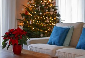Interior decorated for Christmas holidays with Christmas tree, poinsettia and lights