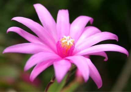 velkonocny-kaktus-detail-kvetu-Hatiora_×graeseri_flower-Autor-FoeNyx.jpg