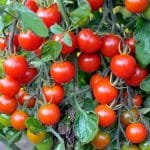 červené keříčkové rajče KARKULKA